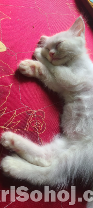 Pure Persian male white kitten for sale